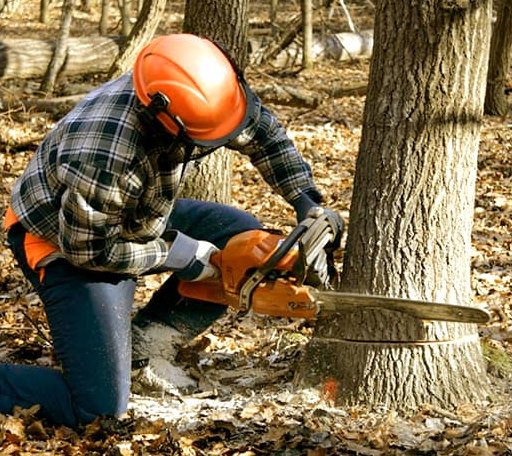 Tree Removal in Bureau, IL